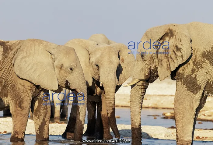  : African Elephant (Loxodonta africana)