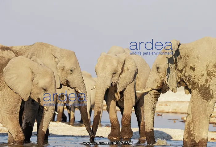  : African Elephant (Loxodonta africana)