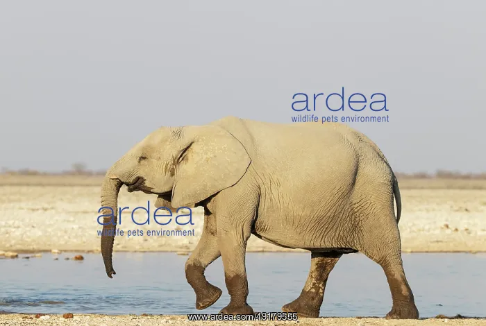 : African Elephant (Loxodonta africana) : African Elephant (Loxodonta africana)