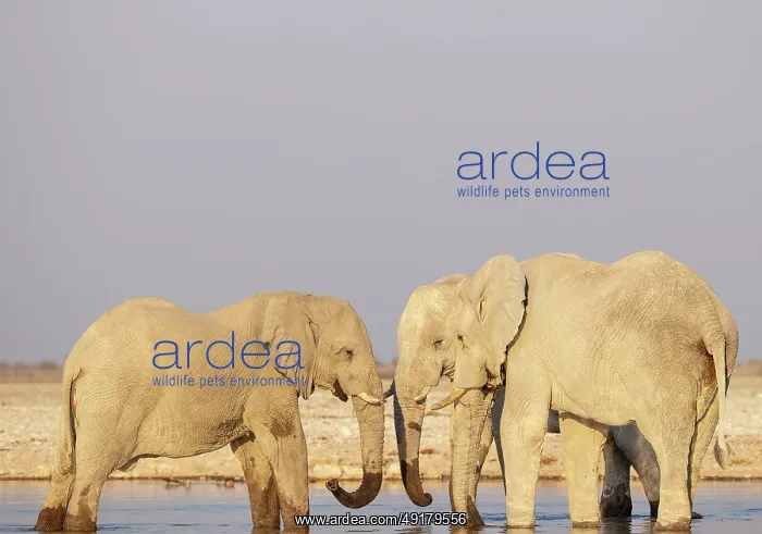: African Elephant (Loxodonta africana) : African Elephant (Loxodonta africana)