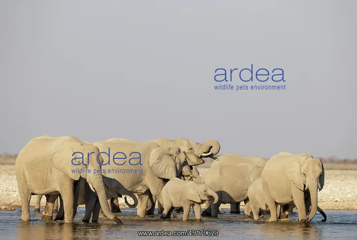  : African Elephant (Loxodonta africana)