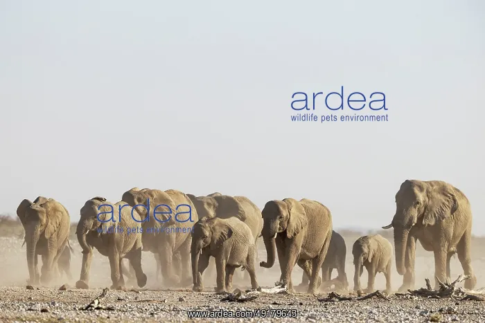  : African Elephant (Loxodonta africana)