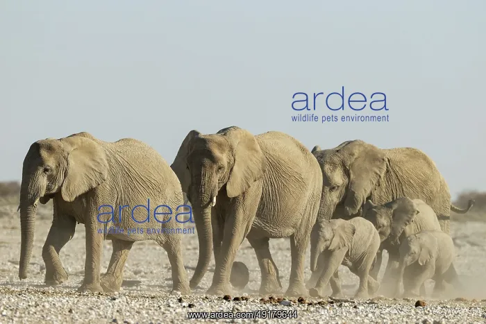  : African Elephant (Loxodonta africana)