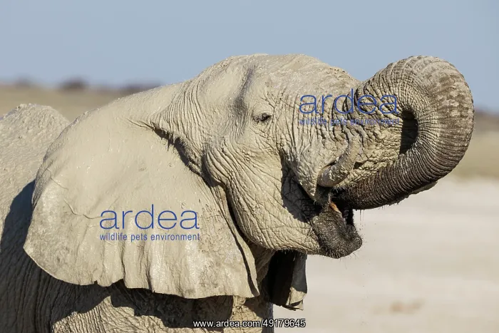 : African Elephant (Loxodonta africana) : African Elephant (Loxodonta africana)