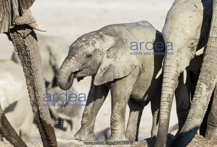 : African Elephant (Loxodonta africana) : African Elephant (Loxodonta africana)