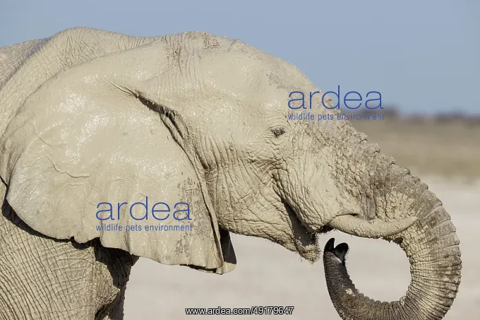 : African Elephant (Loxodonta africana) : African Elephant (Loxodonta africana)