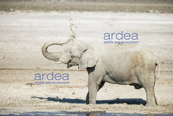 : African Elephant (Loxodonta africana) : African Elephant (Loxodonta africana)