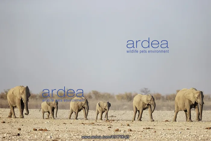  : African Elephant (Loxodonta africana)