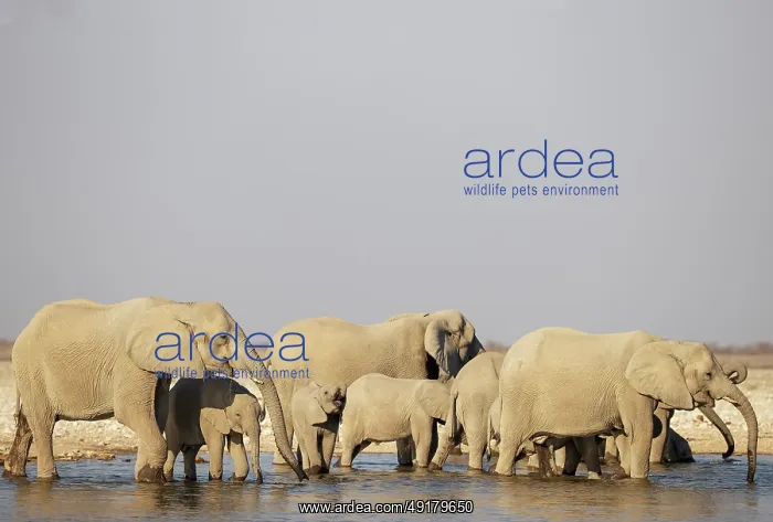 : African Elephant (Loxodonta africana) : African Elephant (Loxodonta africana)