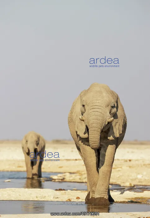 : African Elephant (Loxodonta africana) : African Elephant (Loxodonta africana)
