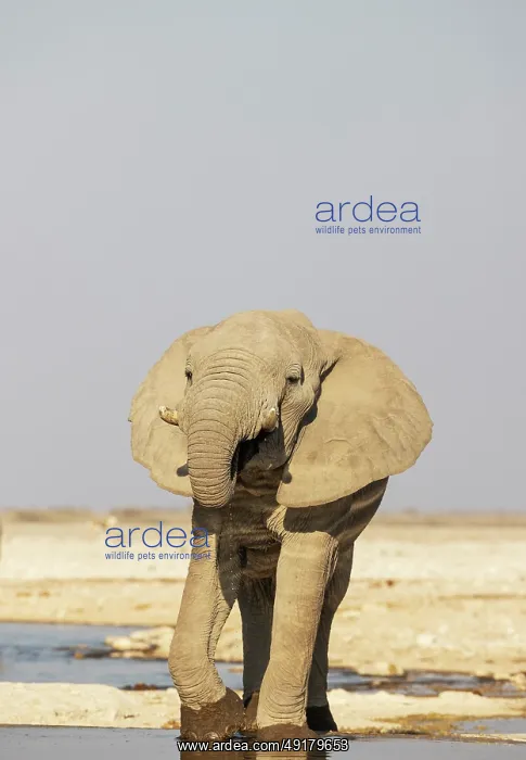 : African Elephant (Loxodonta africana) : African Elephant (Loxodonta africana)