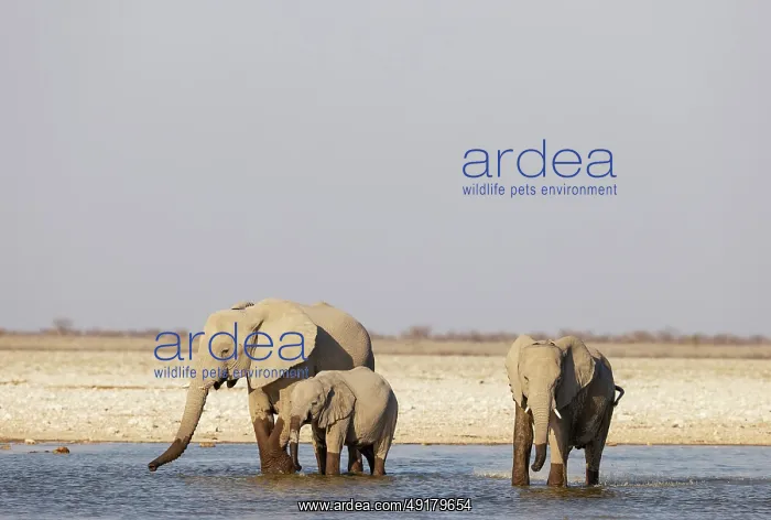  : African Elephant (Loxodonta africana)