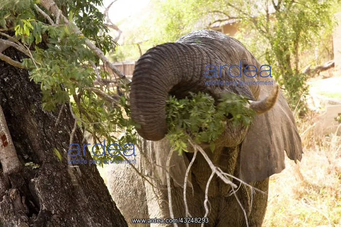 : African Elephant (Loxodonta africana), Arathusa : African Elephant (Loxodonta africana), Arathusa