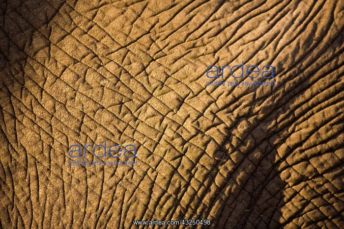 : African Elephant (Loxodonta africana), Arathusa : African Elephant (Loxodonta africana), Arathusa