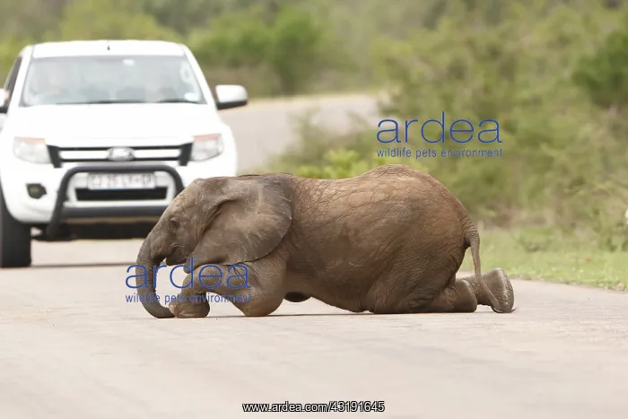 : African elephant (Loxodonta africana) baby elephant : African elephant (Loxodonta africana) baby elephant
