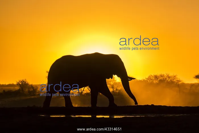 : African elephant (Loxodonta africana) in backlight : African elephant (Loxodonta africana) in backlight