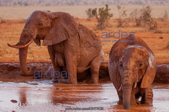 : African Elephant (Loxodonta africana) bathing, Tsavo : African Elephant (Loxodonta africana) bathing, Tsavo