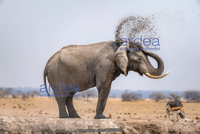 : African elephant (Loxodonta africana), bathing at a : African elephant (Loxodonta africana), bathing at a