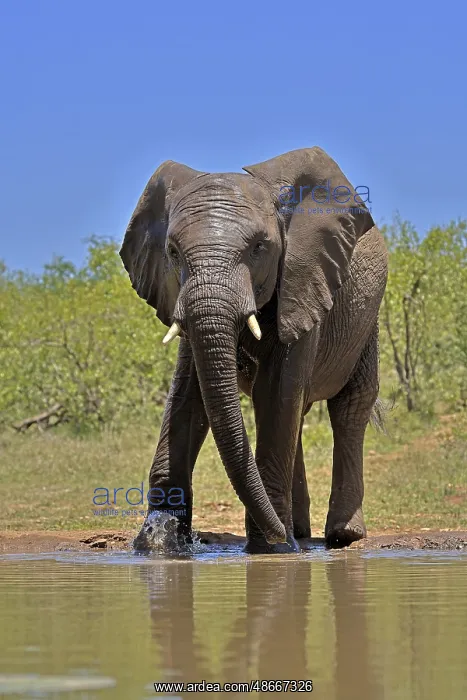: African elephant (Loxodonta africana), bull, male, at the : African elephant (Loxodonta africana), bull, male, at the