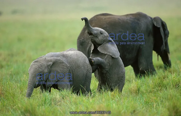 : African Elephant (loxodonta africana), Calf Play : African Elephant (loxodonta africana), Calf Play