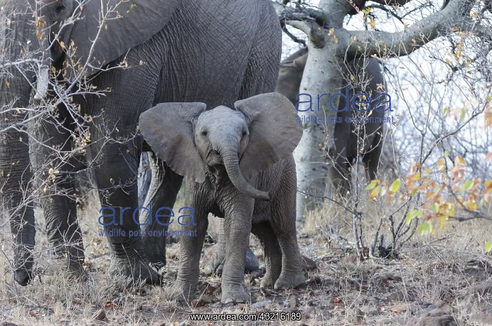 : African Elephant (Loxodonta africana) calf, Sou : African Elephant (Loxodonta africana) calf, Sou