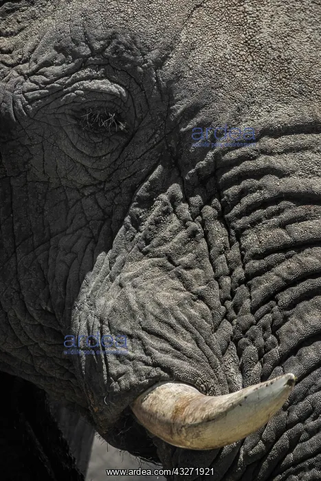 : African elephant (Loxodonta africana), close-up : African elephant (Loxodonta africana), close-up