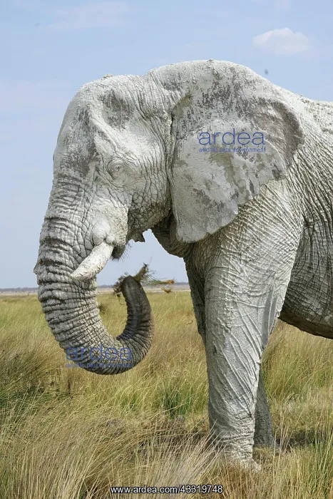 : African elephant (Loxodonta africana), covered in : African elephant (Loxodonta africana), covered in