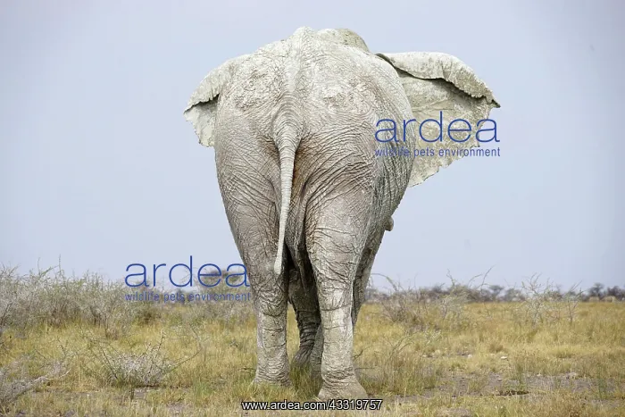 : African elephant (Loxodonta africana), covered in : African elephant (Loxodonta africana), covered in
