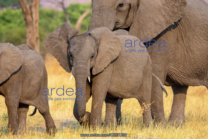 : African elephant (Loxodonta africana), cow with : African elephant (Loxodonta africana), cow with
