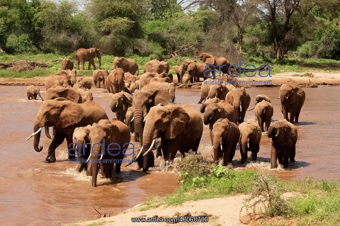 : African Elephant, Loxodonta africana, crossing : African Elephant, Loxodonta africana, crossing