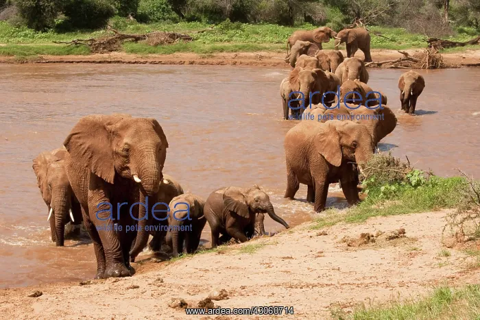  : African Elephant, Loxodonta africana, crossing