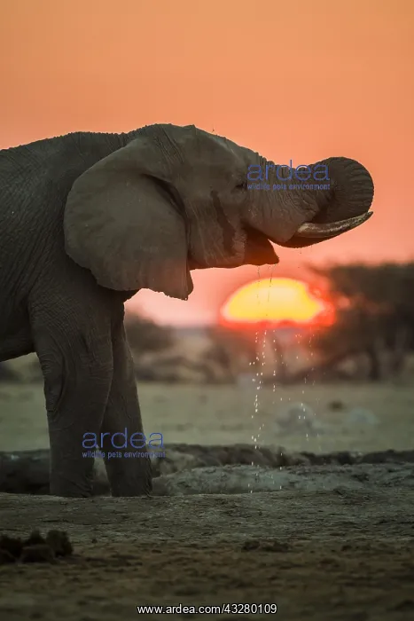 : African elephant (Loxodonta africana) drinking at : African elephant (Loxodonta africana) drinking at