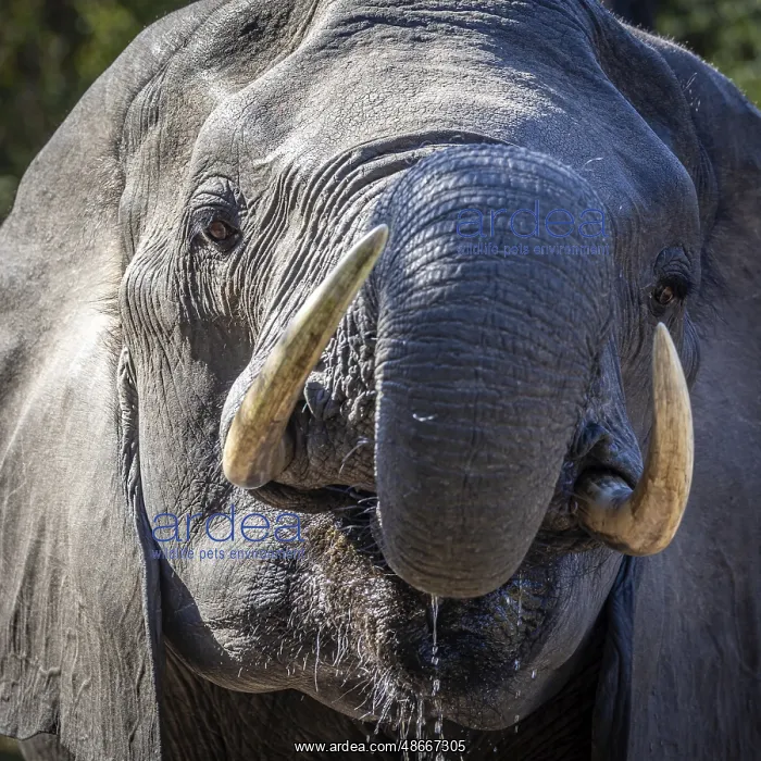  : African elephant (Loxodonta africana) drinking, portrait