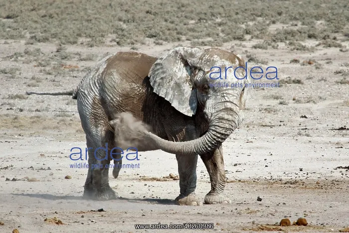 : African elephant (Loxodonta africana) dusting its : African elephant (Loxodonta africana) dusting its