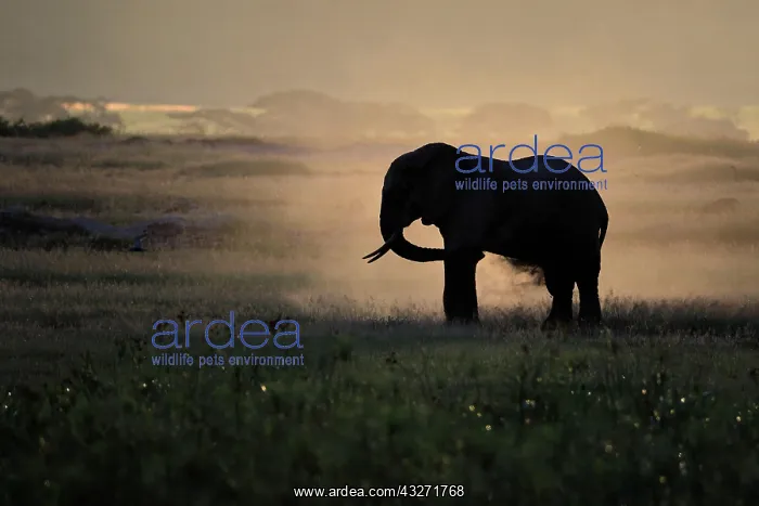 : African elephant (Loxodonta africana), dusts itself : African elephant (Loxodonta africana), dusts itself