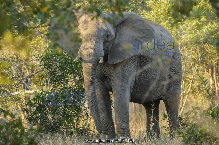 : African Elephant (Loxodonta africana) in evenin : African Elephant (Loxodonta africana) in evenin