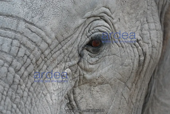 : African elephant (Loxodonta africana) eye, Botswana : African elephant (Loxodonta africana) eye, Botswana