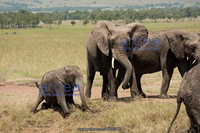: African Elephant, Loxodonta africana, family : African Elephant, Loxodonta africana, family