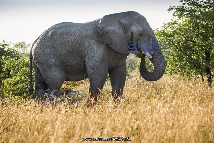 : African elephant (Loxodonta africana), feeding in : African elephant (Loxodonta africana), feeding in