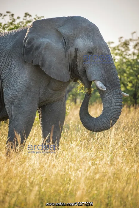 : African elephant (Loxodonta africana), feeding in : African elephant (Loxodonta africana), feeding in