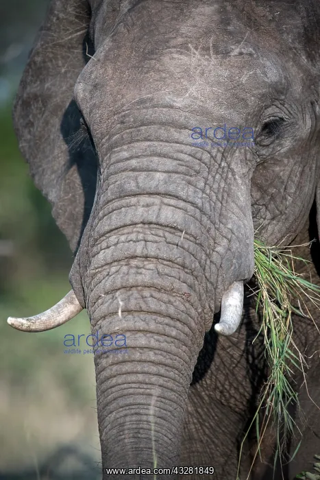 : African elephant (Loxodonta africana) feeds on grass : African elephant (Loxodonta africana) feeds on grass
