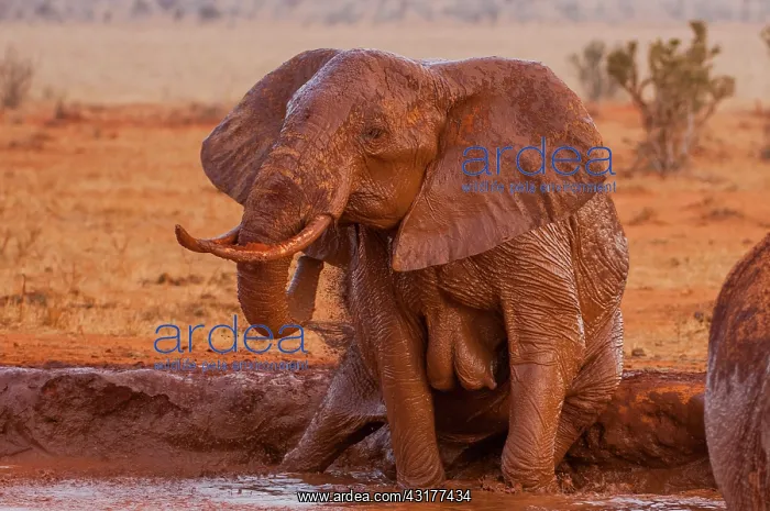 : African Elephant (Loxodonta africana) female bathing : African Elephant (Loxodonta africana) female bathing