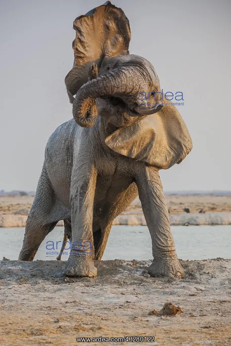 : African elephant (Loxodonta africana) leaves the : African elephant (Loxodonta africana) leaves the