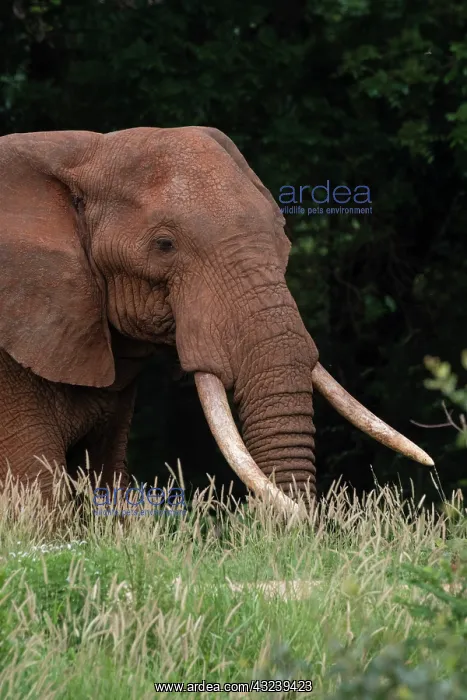 : An African elephant, Loxodonta africana, with long : An African elephant, Loxodonta africana, with long