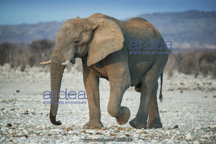 : African elephant (Loxodonta africana) male, bull : African elephant (Loxodonta africana) male, bull