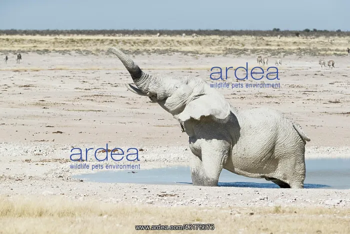 : African elephant (Loxodonta africana) male shaking : African elephant (Loxodonta africana) male shaking