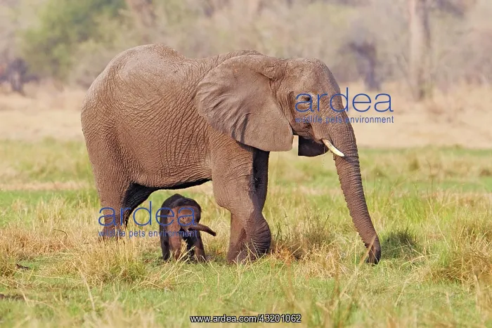 : African elephant (Loxodonta africana) mother and : African elephant (Loxodonta africana) mother and