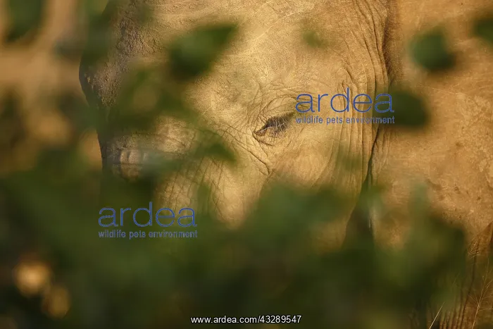 : African Elephant (Loxodonta africana) portrait : African Elephant (Loxodonta africana) portrait