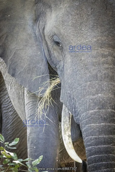 : African elephant (Loxodonta africana) portrait, detail : African elephant (Loxodonta africana) portrait, detail