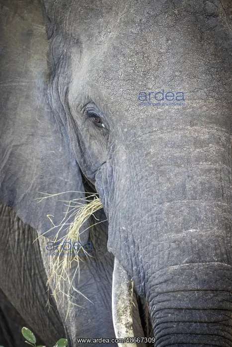 : African elephant (Loxodonta africana) portrait, detail